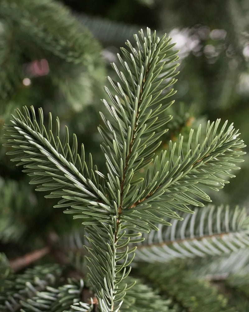 European Fir Christmas Tree with Hinged Branches, Metal Stand, and Built-in Micro LEDs